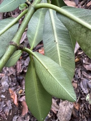 Euphorbia halemanui