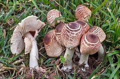 Lepiota cristata