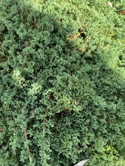 Juniperus procumbens