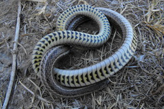 Tropidoclonion lineatum