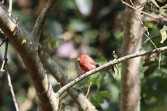 Coryphospingus cucullatus