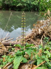 Ocimum