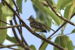Elaenia