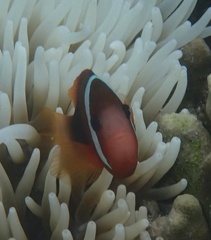 Amphiprion melanopus