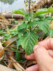 Ocimum