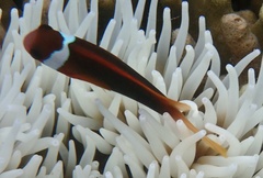 Amphiprion melanopus