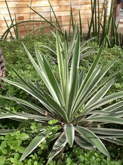 Agave