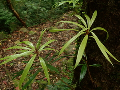 Litsea acuminata