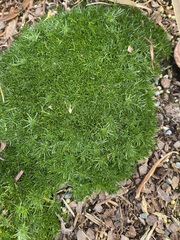 Leucobryum glaucum