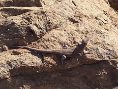 Gallotia stehlini