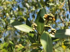 Avicennia marina