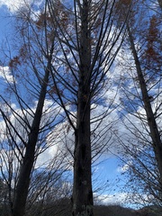 Metasequoia glyptostroboides