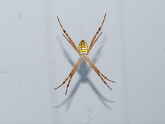 Argiope picta