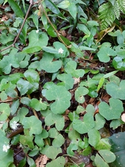 Hydrocotyle leucocephala