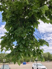 Ulmus americana