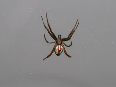 Cyrtophora cylindroides