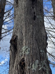 Metasequoia glyptostroboides