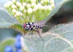 Anthomyia pluvialis