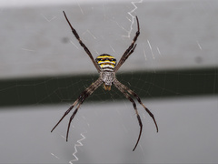 Argiope aetherea