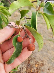 Arbutus andrachne