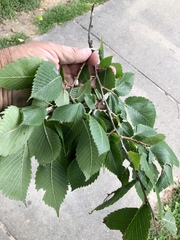 Ulmus americana