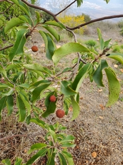 Arbutus andrachne