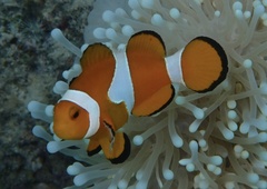 Amphiprion ocellaris