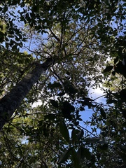 Zanthoxylum dipetalum