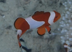 Amphiprion ocellaris