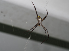 Argiope aetherea