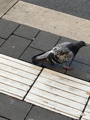 Columba livia domestica
