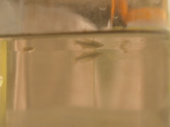 Poeciliidae