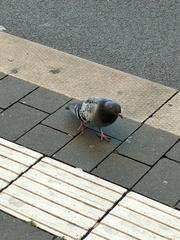 Columba livia domestica
