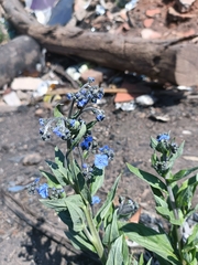 Cynoglossum amabile
