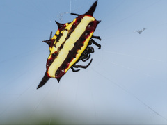 Gasteracantha fornicata