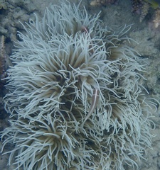 Heteractis crispa