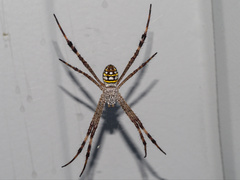 Argiope picta
