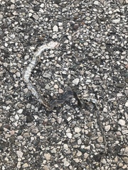 Hierophis viridiflavus