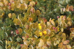 Rafnia amplexicaulis