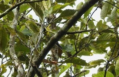 Machlolophus spilonotus