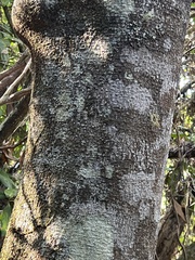 Zanthoxylum dipetalum