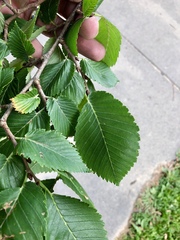 Ulmus americana