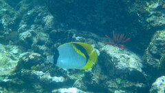 Chaetodon lineolatus