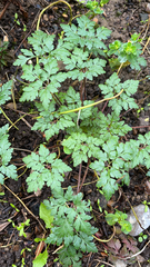 Geranium robertianum
