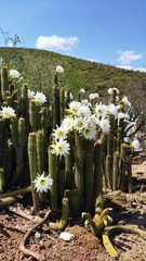 Trichocereus spachianus