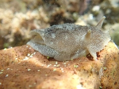 Pleurobranchaea maculata