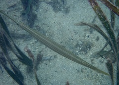 Aulostomus chinensis