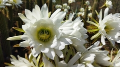 Trichocereus spachianus