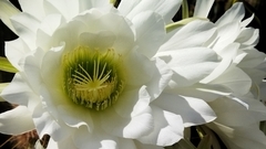 Trichocereus spachianus