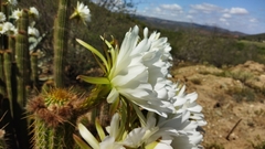 Trichocereus spachianus